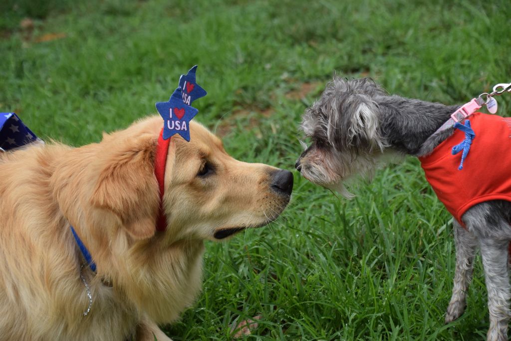 dog show 6-2019 036 (1024x683).jpg